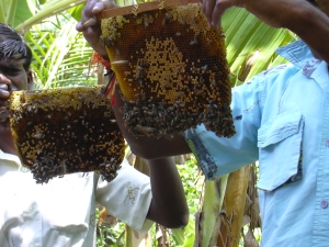 bee colony in the box at Thulir